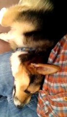 Dog Wants To Go For a Walk