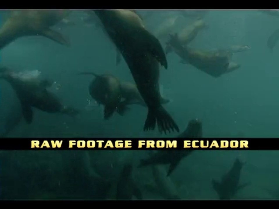 Underwater raw footage from ecuador