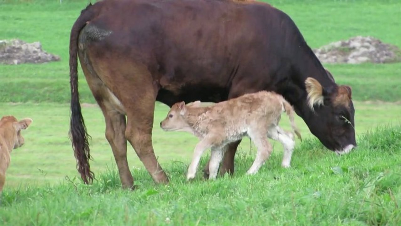 New born