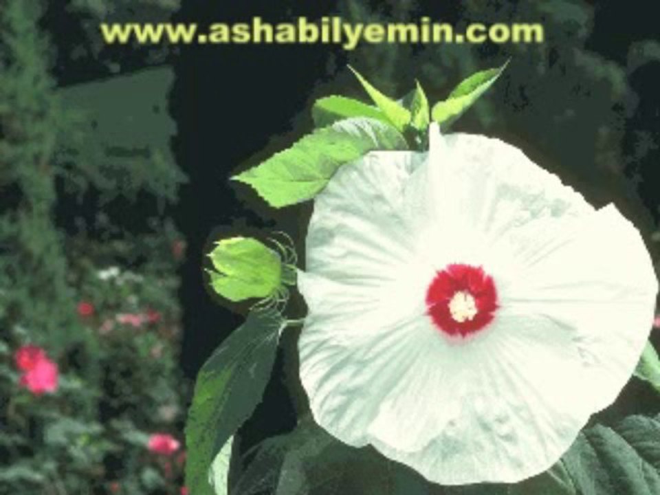 sami savni özer -durmaz lisanım