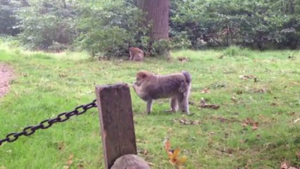 Trentham Monkey Forest