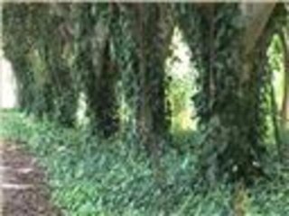 الذكرى المئوية لحديقة التجارب النباتية بالرباط