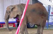 ZAPPING ACTU DU 11/09/2013 - Un octogénaire tué par un éléphant