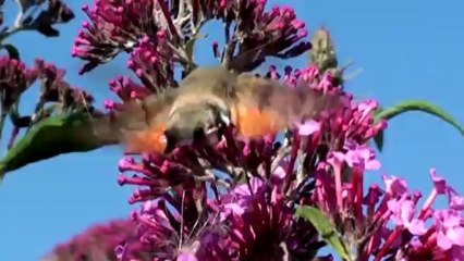 Sphynx colibri ! Moro Sphynx