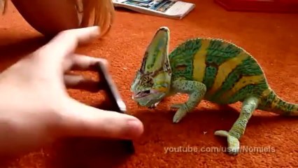 Chameleon was frightened by iphone (what he saw_)