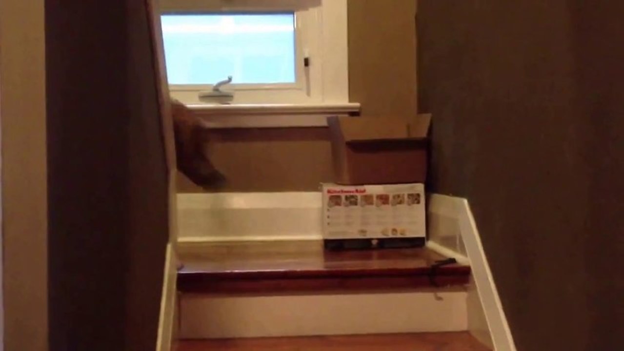 Comment réveiller un chien rapidement