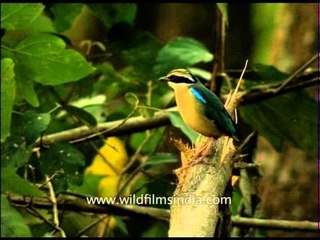 Indian Pitta in its sub-Himalayan habitat