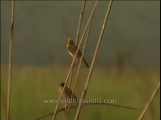 Birds Baya Dvd 256 1