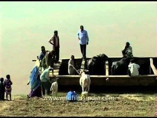 Cattle barge used to move cattle in the area