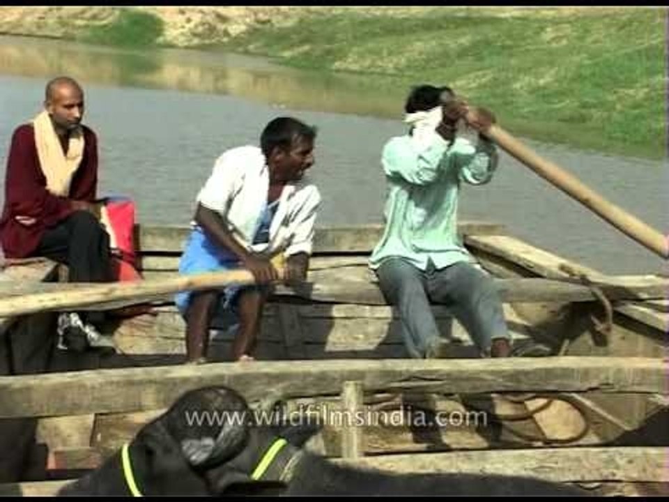 Bovine barge floating in river