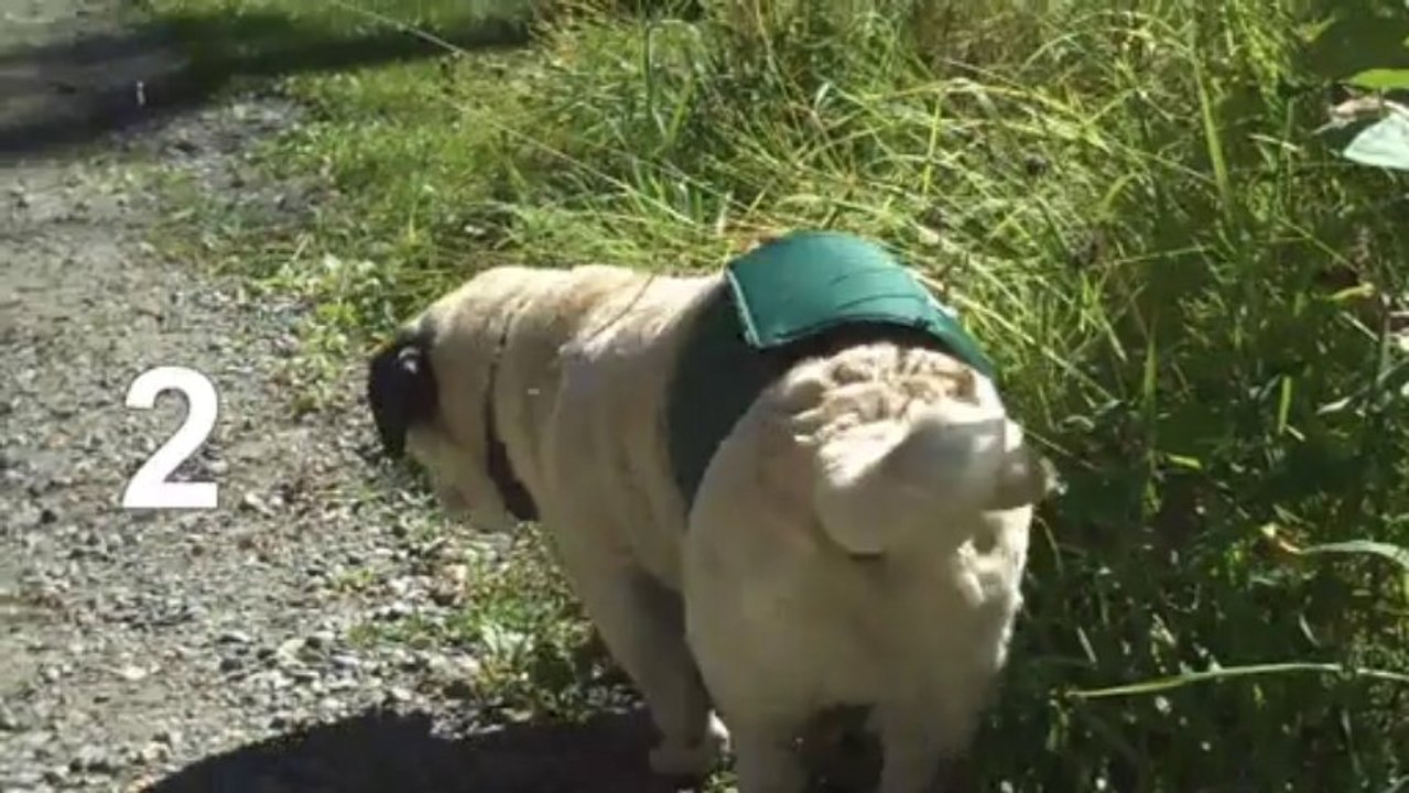 Dog Belly Band Test - Maximum Protection