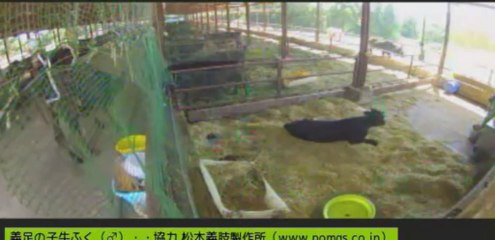 20130909  今日のふくちゃんの様子　いちごちゃん、ちび太君　