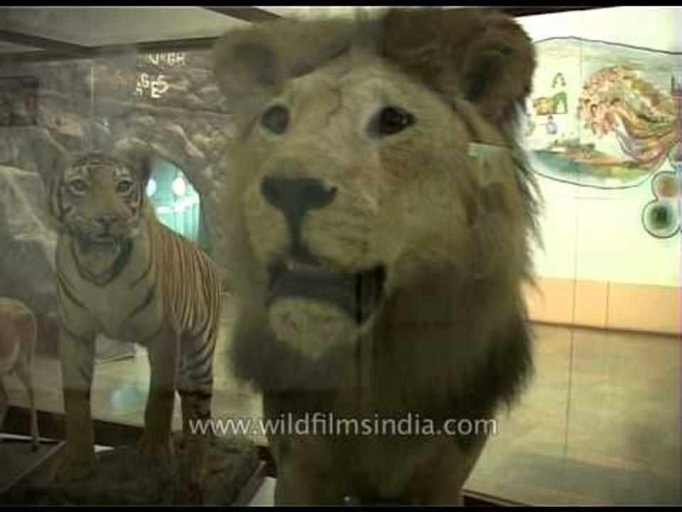 Inside the Government Museum in Bengaluru
