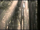 Ray of light entering the dense forest-Corbett National Park