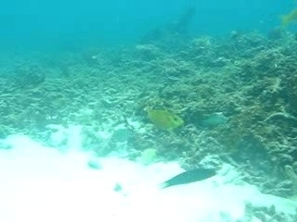 Ballet sous-marin... (2)