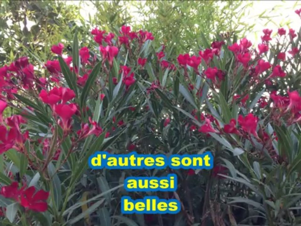 les bienfaits de la FLEUR