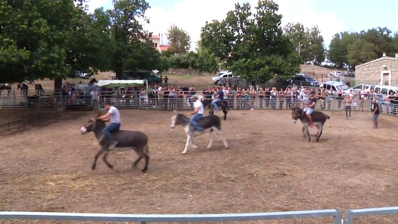 course d'anes
