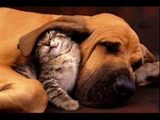 Chanson LA TENDRESSE