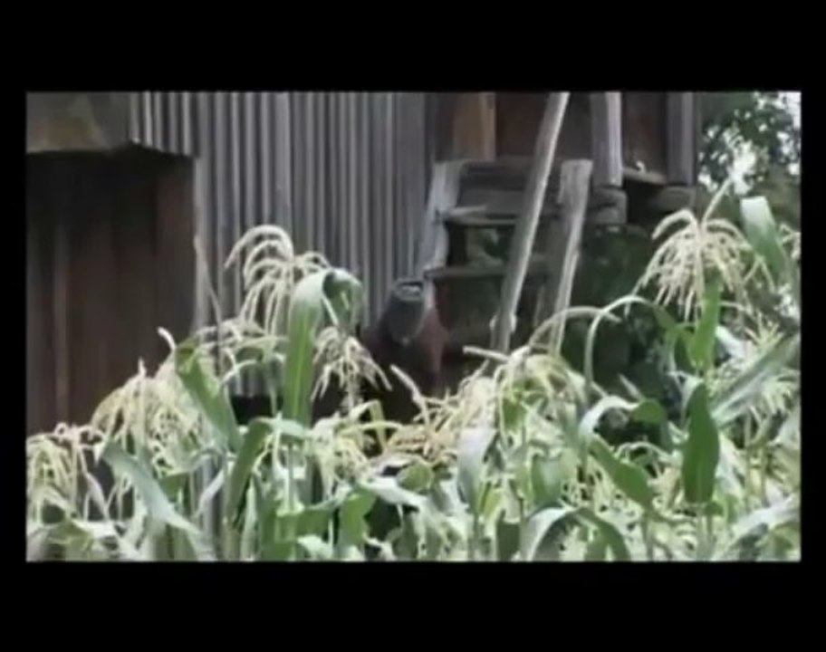 Чиж & co - Вот пуля просвистела .... / Tchizh & co - Voila qu'une balle siffla