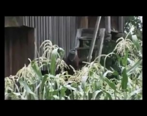 Чиж & co - Вот пуля просвистела .... / Tchizh & co - Voila qu'une balle siffla