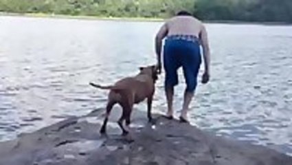 Pitbull Goes Into Rescue Mode