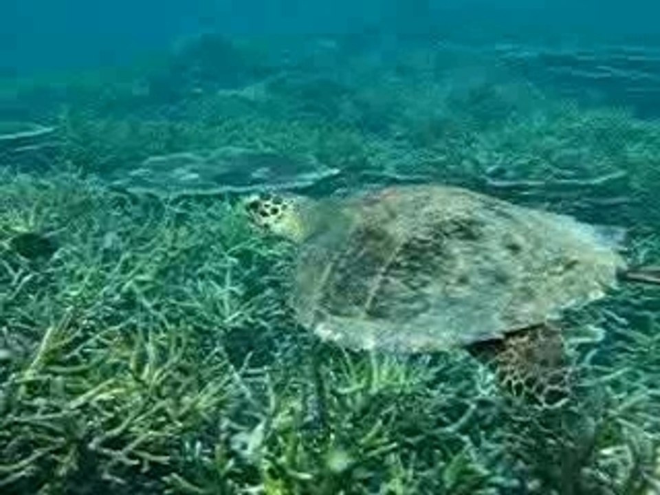 Majestueuse tortue...