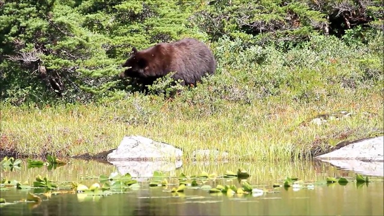 Black Bear @ EagleBluff - Black Mountain - BC