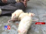 Tv9 Gujarat - Meet a man who keeps 80 mice as pet