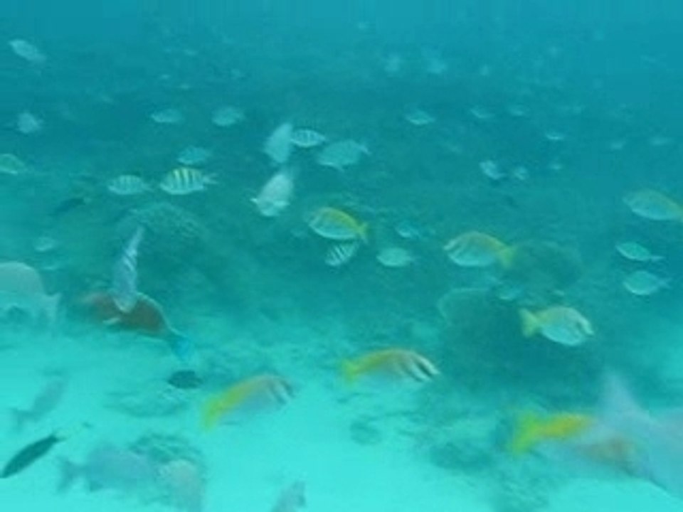 Ballet sous-marin... (4)