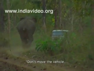 Wild elephant Attack a Jeep in Jungle