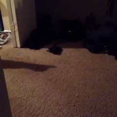 Do not scare the cat!!!