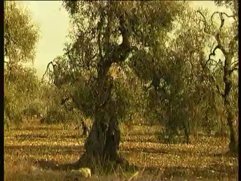 TG 11.09.13 Bubbico criminalita campagne bitonto