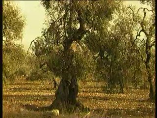 TG 11.09.13 Bubbico criminalita campagne bitonto