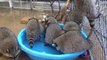 Raccoons Enjoy Last Party Before Release Into the Wild