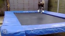 Animals Jumping on Trampolines - Awesome compilation!