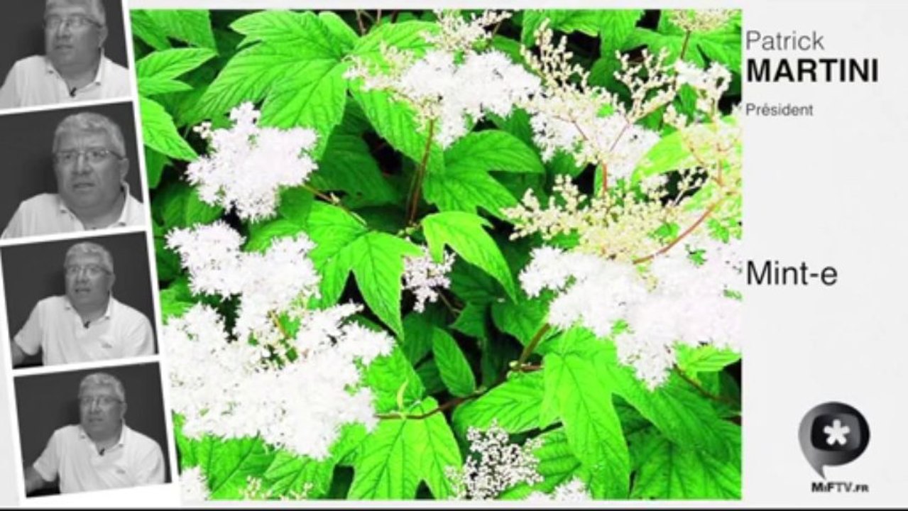 Mint-e