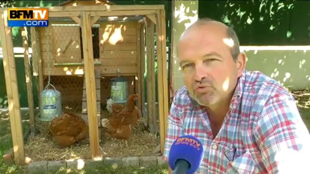 Tendance: avoir une poule dans son jardin - 12/09