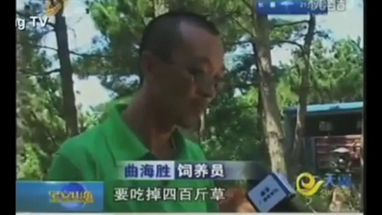 Baby Elephant 'CRIES' For Hours After Being Stomped By Mom