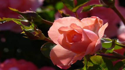 Flowers Roses - Sergio E.Perez (PP720p)