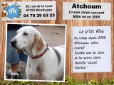 Atchoum, croisé chien courant : adopté