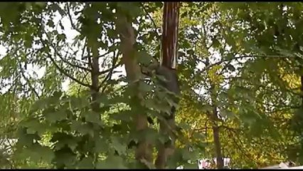 хулиганы еноты в московском зоопарке