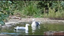 чайки