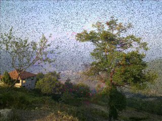 ÖZLEDİM SENİ CAN - TAHSİN ÇOBAN