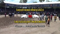 2556090802 สนามบ่อล้อ โคดุกด้างเพชรฟ้าผ่า  ชนกับ โคแดงน้อยลูกเจ้าพ่อเขาพังไกร