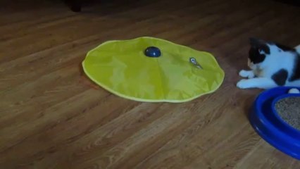 Paws Plays with a Cats Meow Toy
