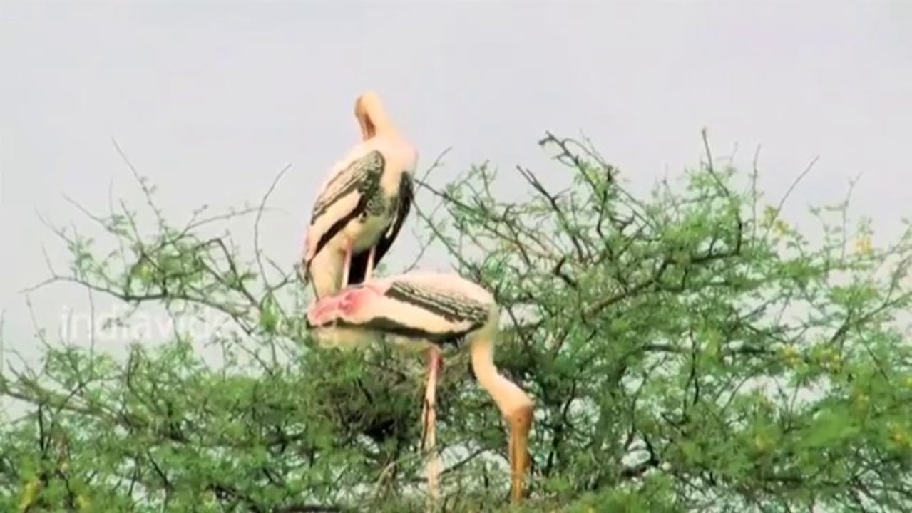 Keoladeo National Park & Bird Sanctuary - Rajasthan Travel, India