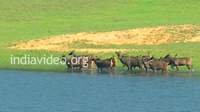 Wild dog hunting deer in Periyar National Park - Thekkady Kerala