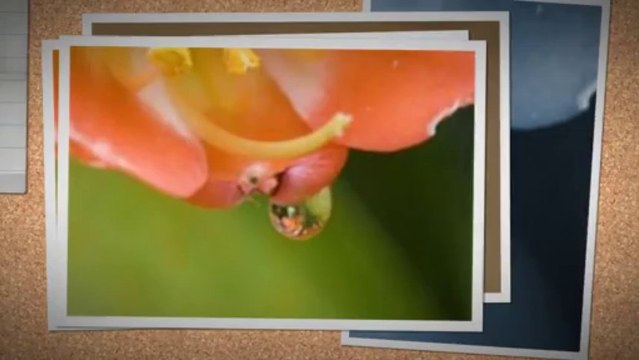 Acupuncture NYC, New York - Infertility and Pain Specialists