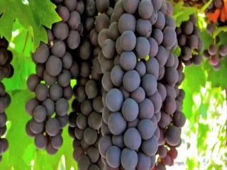 TG 12.09.13 primitivo_press_tour