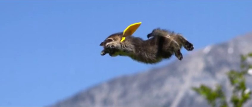 Des chatons qui volent dans les airs en mode super héros!! Trop Mignon!